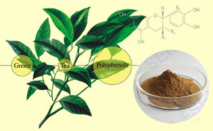 Чай зеленый (полифенолы 98%) 50гр фото